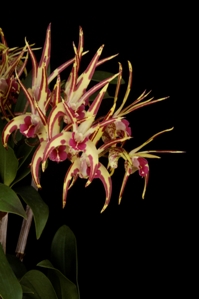 Dendrobium Star Sparkler Diamond Orchids AM/AOS 83 pts.